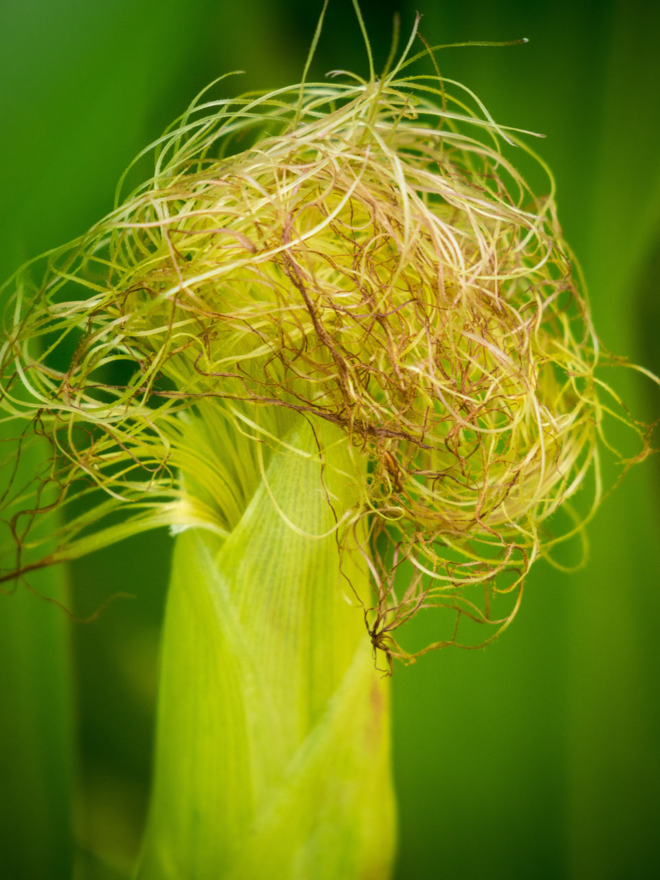 cheveux-de-mais-